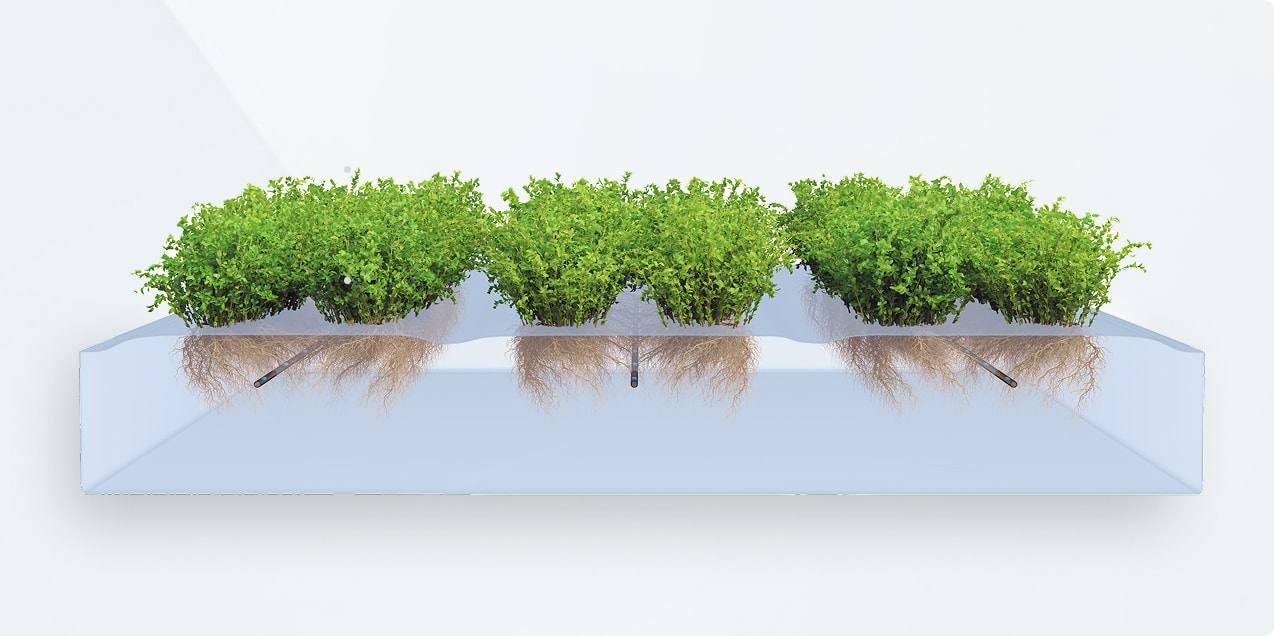 Tưới chính xác vùng rễ