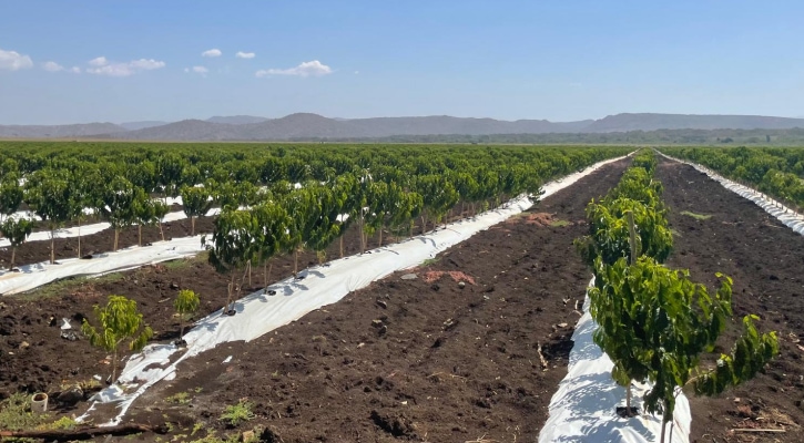 Tăng gấp ba sản lượng cà phê ở Ethiopia