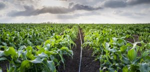 Lựa chọn sản phẩm tưới tiêu phù hợp