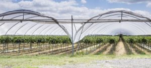 Câu hỏi và trả lời về đầu nhỏ giọt