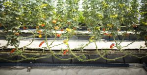 Tưới nhỏ giọt nhà kính