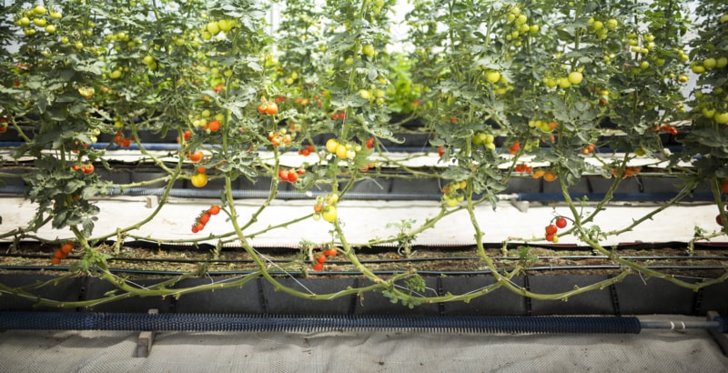 Tưới nhỏ giọt nhà kính