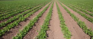 Hệ thống tưới nhỏ giọt ngầm cho cây trồng hàng và vườn cây ăn quả