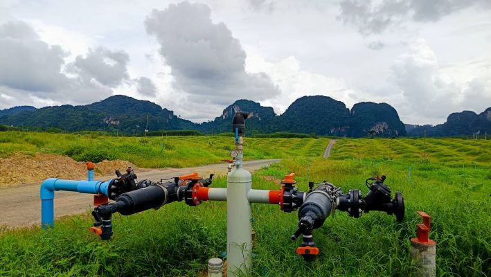 Tối ưu hóa tưới tiêu sầu riêng Thái Lan