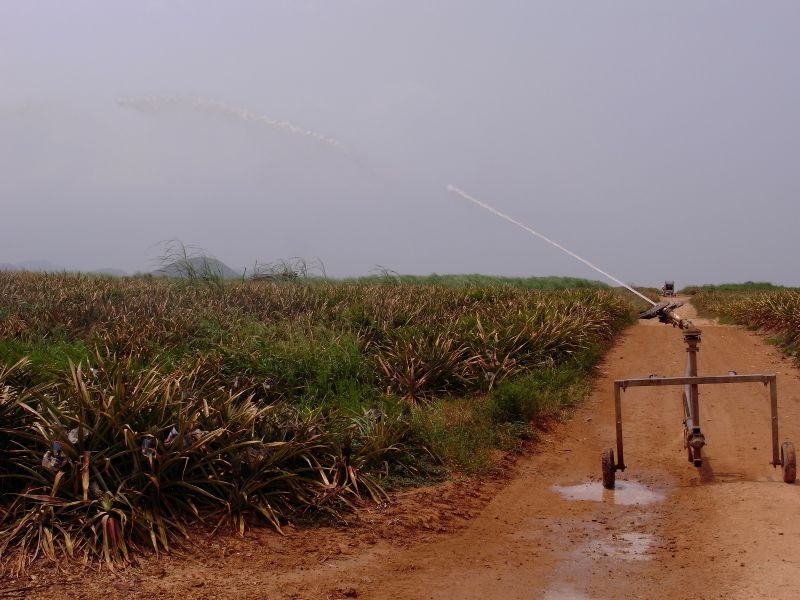 Hồi sinh vườn chuối với hệ thống tưới nhỏ giọt