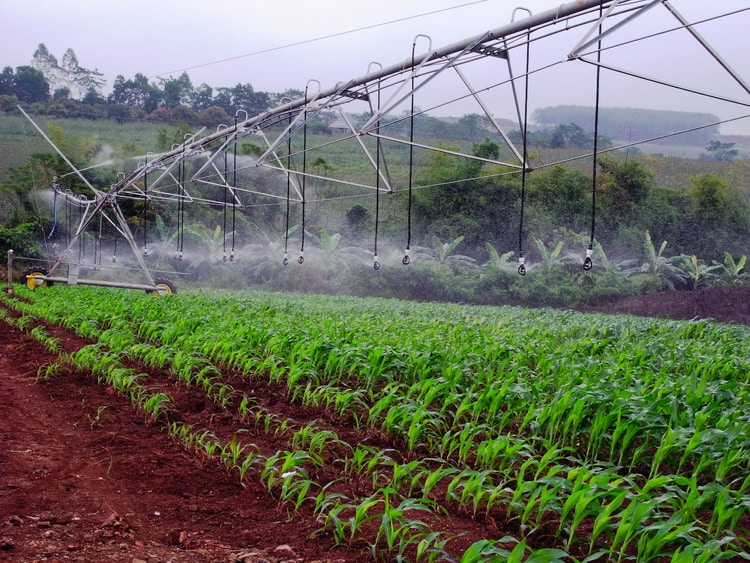 Triển khai Pivot cho trang trại sữa lớn nhất cả nước