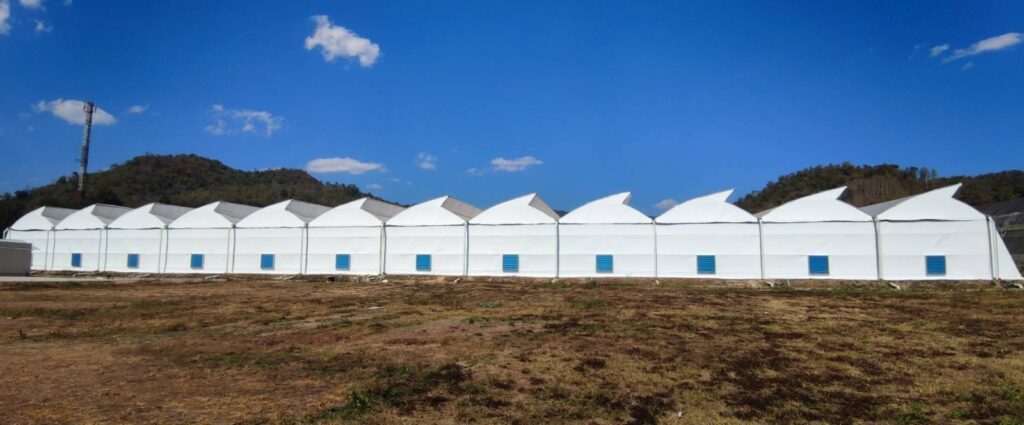 Thành công trong việc cải tạo: Nhà kính trồng tiêu đen được chuyển đổi để trồng cần sa