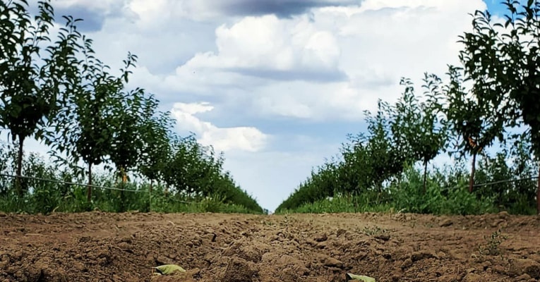 Tưới chính xác cho vườn anh đào non