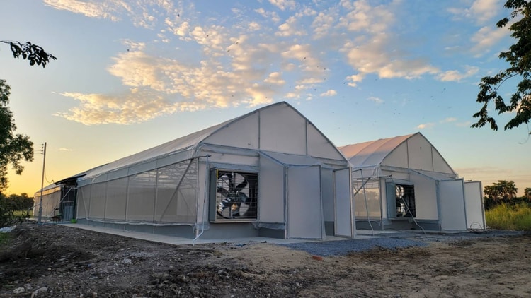 Trồng hoa hữu cơ trong nhà kính của trường đại học