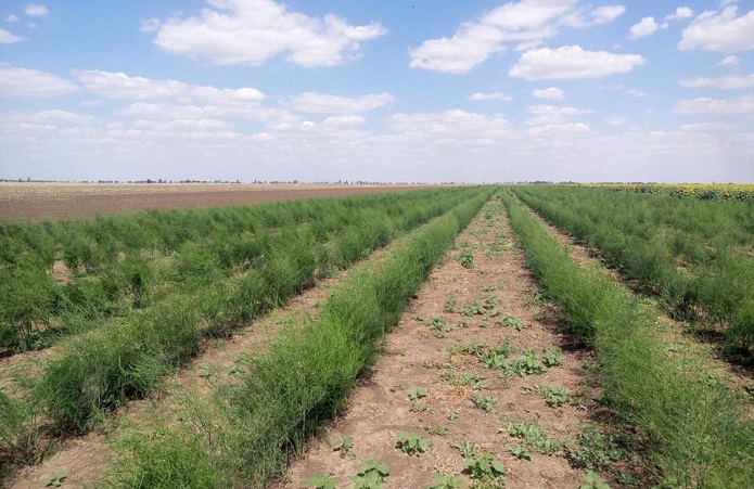 Đảm bảo năng suất măng tây ổn định